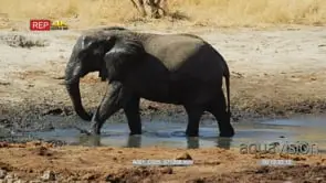 Elephant walk out of waterhole shakes head aggressively