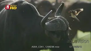 Cape Buffalo standing, disrupted by an Oxpecker flying off and on its head.