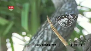 Butterflies Sitting on a tree branch and flies away