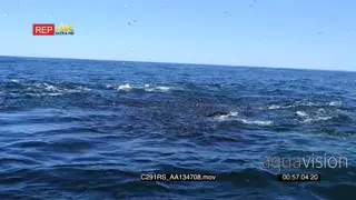 A bait ball sardines and a group of seals porpoising and feeding on a bait ball of.