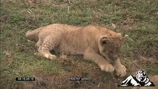 Learning how to hunt with the lioness's tail resting MWS
