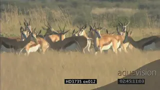 Springbok herd defensive runs away with lioness stalking chasing them.