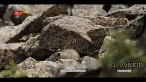 Pika moving and sniffing around on rocks. MWS.