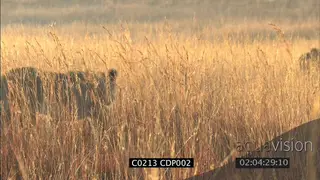 Lions stalking hunting in long dry grass MS