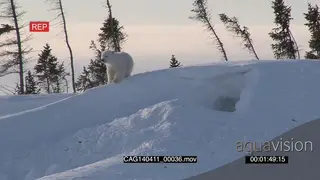 Polar Bear cub emerging out of winter den playing scouting around investigating area