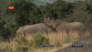 A pair of Black Rhinos fighting