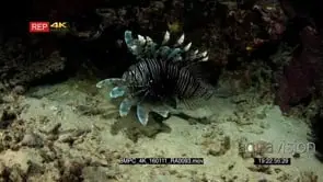 Close up shot at night of a lionfish hunting and catching prey