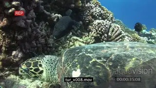 Hawksbill Sea Turtles (2) feeding on coral UW, courtship behaviour