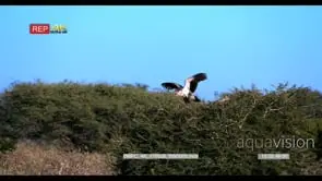 A male and female secretary birds one sits on their nest in a thorn tree while the other.