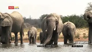 African Elephant family together drinking in a lake with calfs