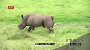 Poached White Rhino Running around the grassland after getting treatment