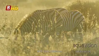 Four Plain Zebras standing, feeding on grass and looking towards camera while chewing.