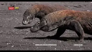 CU Tracking Two Komodo Dragons, Varanus komodoensis, interact on the beach