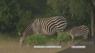 A zebra feeding a zebra foal