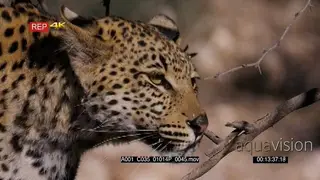 Close up front view of leopard listening and watching while on the hunt.