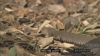 Mozambique Spitting Cobra moving through undergrowth turns around aggressively