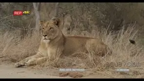 African Lioness laying down on bushveld looking around MLS
