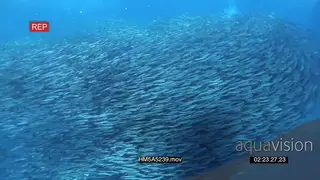Divers filming Cape Gannets feeding on Sardine bait ball UW