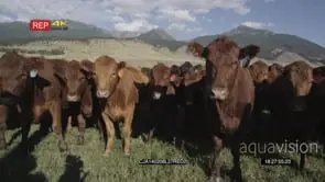Cattle standing on bushveld looking at camera then moving MWS