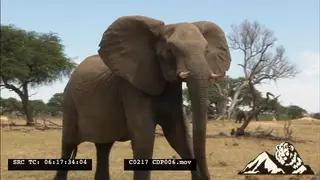 African Elephant walking and charging towards the camera stands Alert MWS