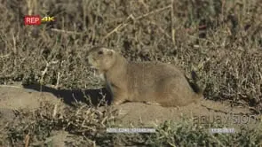 Prairie Dog sitting on prairie MLS