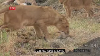 African Lion pride in the bushveld resting and a young Lion attacking carrying and biting.