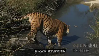 Bengal Tiger walking into the river