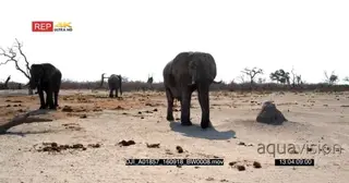 Male elephant walking past camera while two other elephants are standing in the distance