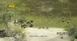 AERIAL of a herd of adult and young African Elephant crossing the river and grazing on…
