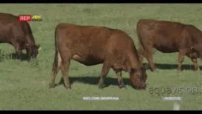 Cattle walking and grazing on Grassland LS PAN