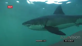 Great white shark gently swimming around underwater in a ocean passing by the camera PAN.