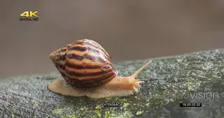 Giant African Land Snail slithering across log Rainy conditions MCU