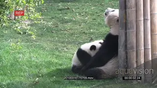 Giant Panda bear mother feeding her two cubs PROFILE MWS GENERAL BEHAVIOUR