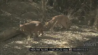 Caracals cautiously investigating sniffing tortoise retreated inside shell Defensive.
