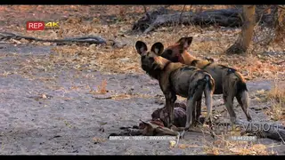 African Wild Dogs at a fresh Impala Kill, feeding and tearing at flesh WS