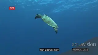 Hawksbill Sea Turtle swimming towards surface past camera UW