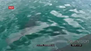 A pair of Great white sharks hunting swimming away TOPSIDE GOOD LIGHT