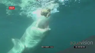 Great white shark swimming following bait line trying to bite it underwater in ocean MLS.
