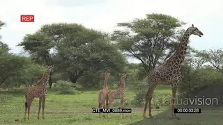 Masai Giraffe standing with its young GREEN LS
