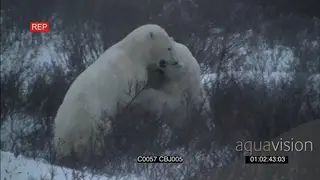 Polar bears resting social behaviour as a fight breaks out between to males aggressive.