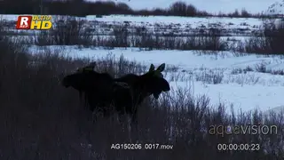 Two adult Moose standing, looking around and grazing on grass twigs. Late afternoon. MLS.
