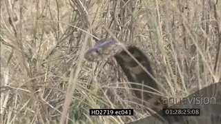 Mozambique Spitting Cobra laying on grass looking around then crawling away MLS LS MS CU.