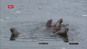 NORTH AMERICAN RIVER OTTER FEEDING ON FISH IN FROZEN LAKE