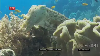 Defensive Cuttlefish on coral reef swimming UW