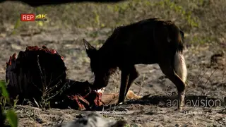 African Wild Dog pulling a big chunk of meat from the kudu carcass.