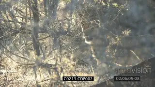 Sub adult male Lion in woodland MS