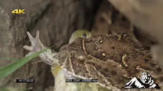 Puff Adder killing a young bullfrog CU PREDATION
