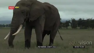 African elephant big bull Grazing in grasslands on low angle view GENERAL BEHAVIOUR