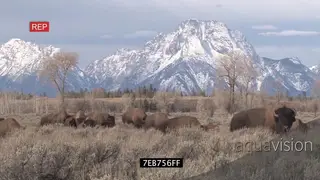 Bison herd walking and grazing on dry prairie WS