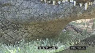Crocodile laying in shade, resting XCU; MS